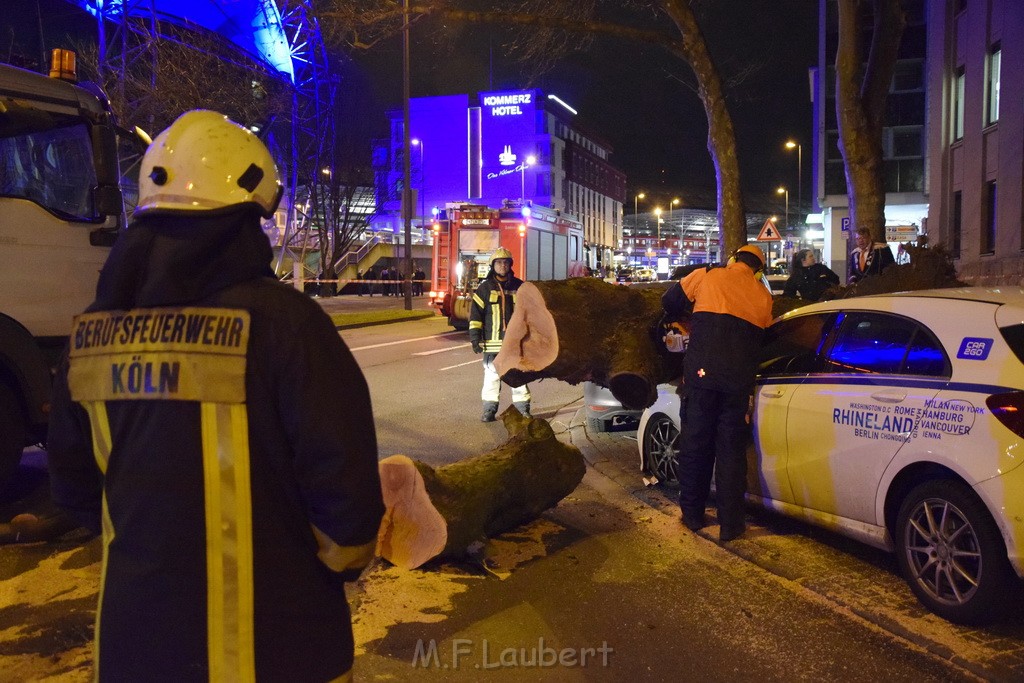 Baum auf PKWs Koeln Mitte Rheinuferstr Goldgasse P071.JPG - Miklos Laubert